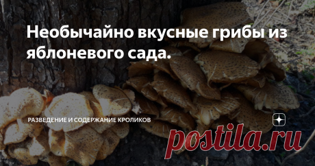 Необычайно вкусные грибы из яблоневого сада. Каждый год, с регулярной постоянностью, в течение примерно трёх десятков лет, я хожу по грибы в яблоневый сад. Вначале он относился к воинской части, затем после её ликвидации - к малому предприятию, возникшему на брошенных площадях. Но ООО просуществовало недолго. Оборудование вывезли, а здания были разобраны на кирпичи. Как напоминание о былой активной жизни, в этом месте остались только