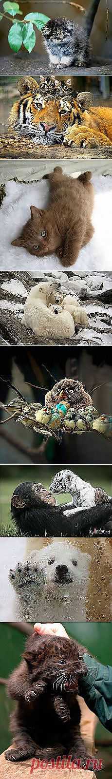 Ирина Левенцова: Лапули | Постила.ru