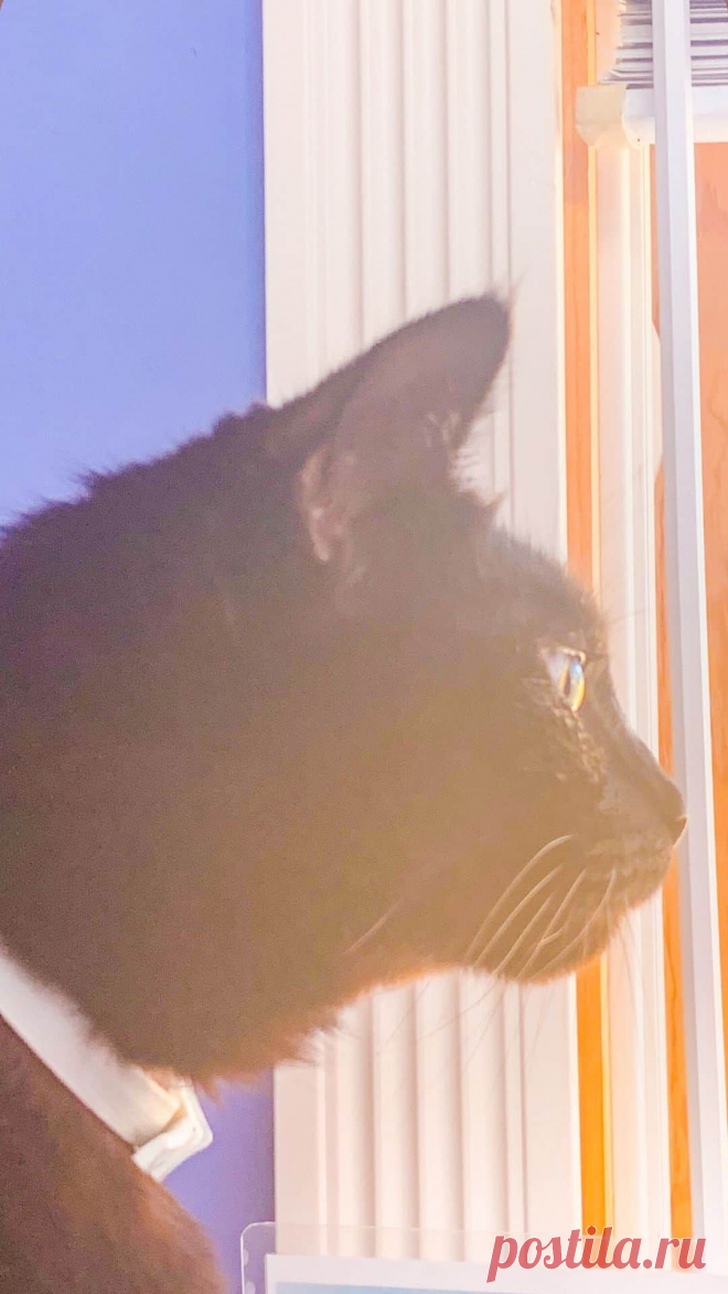 Черная кошка обои для iPhone - Я фотографирую черных кошек из приюта