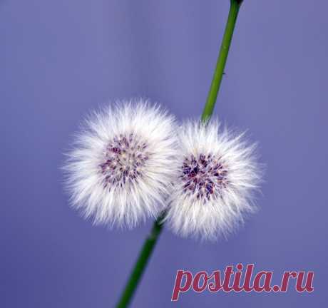 ЁЖИКИ