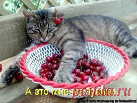 (99) Одноклассники