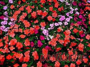 Выращивание бальзамина Уоллера (Валлера) | Дача - впрок