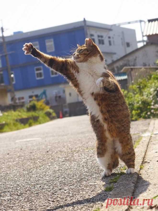 Уличные коты осваивают мастерство кунг-фу