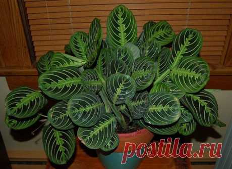 Маранта: условия содержания 

Маранта (maranta) - декоративно-лиственное комнатное растение, относится к семейству марантовых. Семейство насчитывает около 25 видов растений в основном травянистых и низкорослых. В естественных условиях маранты растут в болотистых леса Центральной и Южной Америки.
Показать полностью…