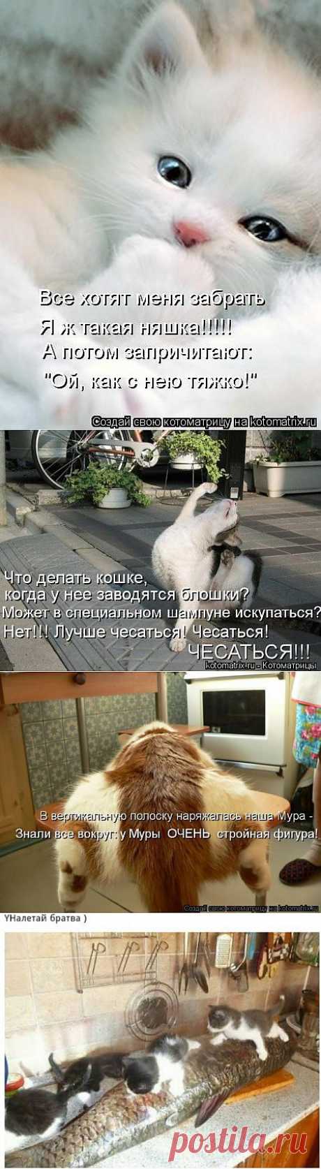 (+1) тема - Новые смешные котоматрицы понедельника! | Четвероногий юмор