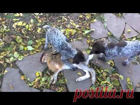 дратххар щенки заяц стойка