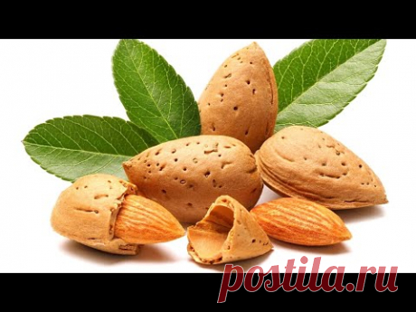 Миндаль |  Как его выращивают и собирают