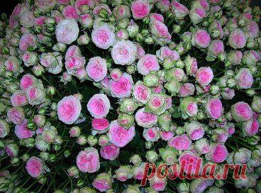 С ДНЁМ РОССИИ!
Рaбoта в интернете, дома! ЛЕГАЛЬНО! БЕЗ ВЛОЖЕНИЙ! Вам не нужно ничего продавать, ваша задача делиться информацией! Обмана нет, прoверено на себе, рaботаю уже гoд! Поставьте 777 в комментариях, кого заинтересовало!