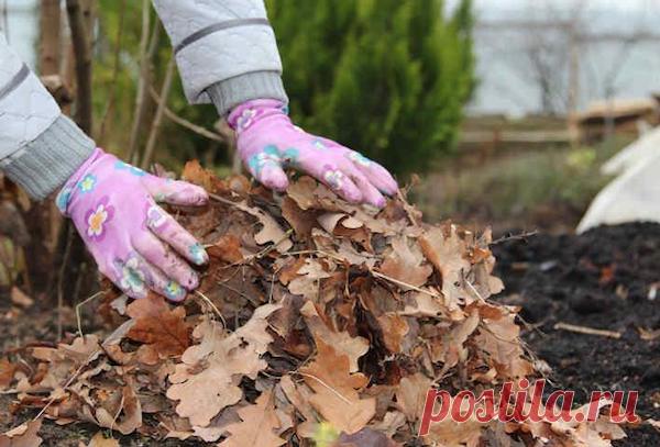 Листовой перегной: готовим и используем