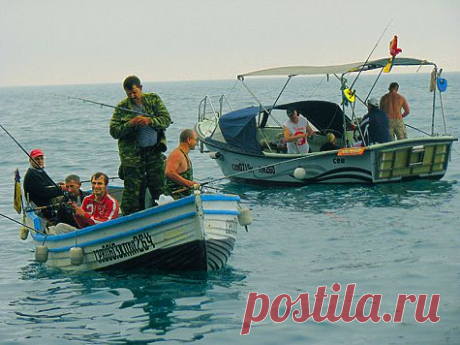 Ставрида пошла!