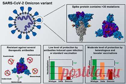 Основные антитела оказались бесполезными против омикрон-варианта. Ученые Института исследований приматов в Геттингене выяснили, что омикрон-вариант коронавируса устойчив к антителам. В то же время сотровимаб является исключением и может быть полезен для лечения коронавирусной инфекции. SARS-CoV-2, похоже, распространяется быстрее, чем любой предыдущий штамм.