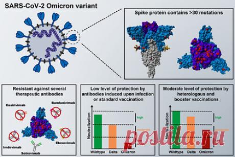 Основные антитела оказались бесполезными против омикрон-варианта. Ученые Института исследований приматов в Геттингене выяснили, что омикрон-вариант коронавируса устойчив к антителам. В то же время сотровимаб является исключением и может быть полезен для лечения коронавирусной инфекции. SARS-CoV-2, похоже, распространяется быстрее, чем любой предыдущий штамм.