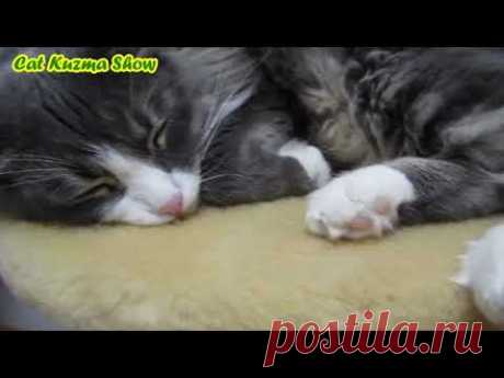 Котик Кузя сладко спит