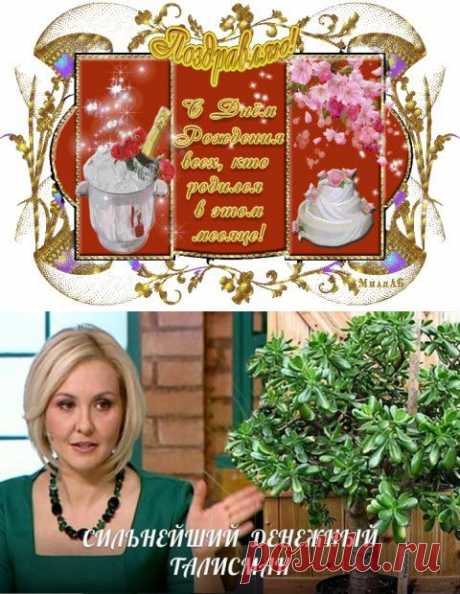 ТОЛСТЯНКА - ДЕНЕЖНОЕ ДЕРЕВО, НО КАК СДЕЛАТЬ ЕЕ ДЕЙСТВИТЕЛЬНО СИЛЬНЕЙШИМ ДЕНЕЖНЫМ ТАЛИСМАНОМ... | Познавательный сайт ,,1000 мелочей&quot;
