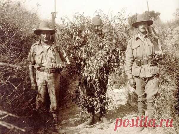 Солвремени поймали в Европе турецкого снайпера, замаскированного под куст конопли, 1916 г. / Историческая справка