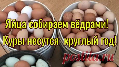 Яйца собираем вёдрами!