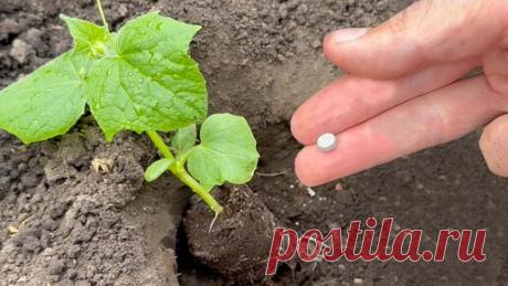 1 таблетка и огурцы быстро идут в рост, не болеют и обильно плодоносят. Использую эти таблетки для огурцов, томатов и других культур | ГЕНЕРАЛЬСКИЙ САД | Дзен