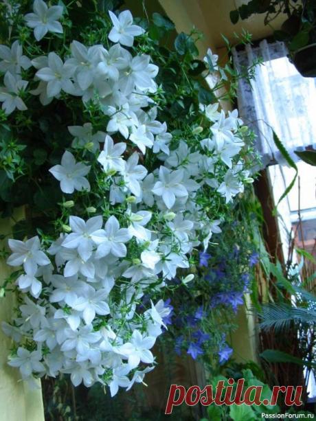 Комнатные растения. Кампанула, колокольчик ИЛИ - «ЖЕНИХ И НЕВЕСТА»Кампанула или как еще ее называют колокольчик – одно из наиболее популярных и неприхотливых комнатных растений. Родина этого цветка - Италия.&nbsp;Цветет компанула с весны и до осени. Кампанула – невысокое травянистое ампельное растение, имеющее тонкие свисающие или...