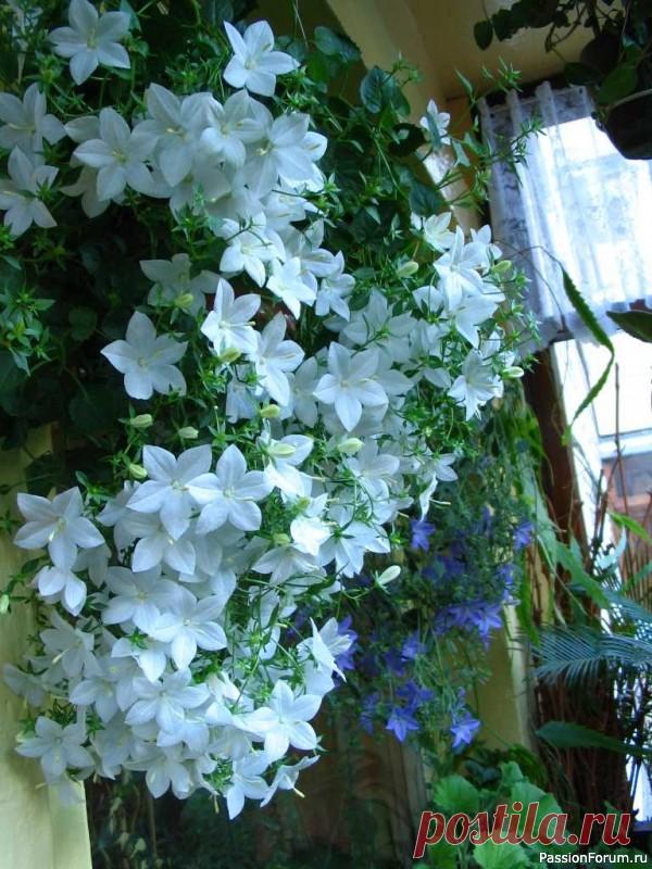 Комнатные растения. Кампанула, колокольчик ИЛИ - «ЖЕНИХ И НЕВЕСТА»Кампанула или как еще ее называют колокольчик – одно из наиболее популярных и неприхотливых комнатных растений. Родина этого цветка - Италия. Цветет компанула с весны и до осени. Кампанула – невысокое травянистое ампельное растение, имеющее тонкие свисающие или...