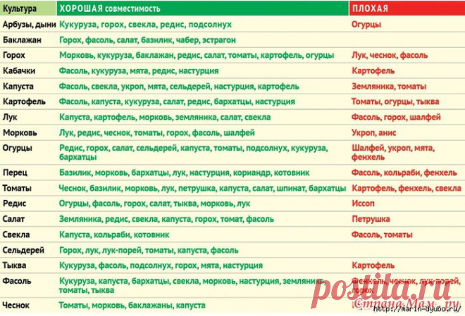 Соседи на грядке .