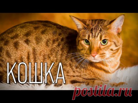 История появления кошки: Интересные факты про кошек