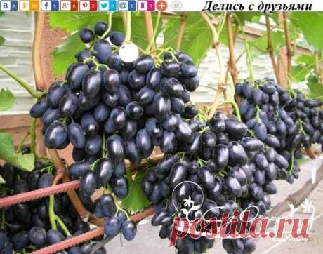 Очень вкусный сорт винограда Надежда Азос!