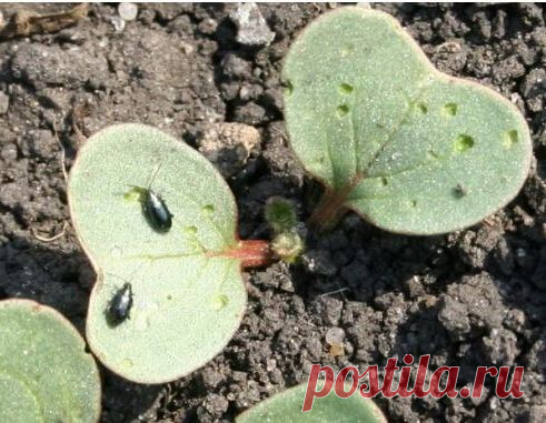 Крестоцветная блошка: методы борьбы