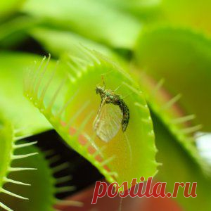 Усадьба | Цветы в доме : Растения-хищники – экзотика в домашних условиях