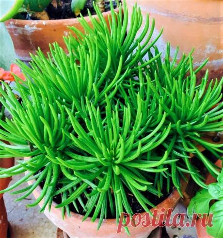 Senecio Barbertonicus - Suculenta Originária da Africa do Sul, essa suculenta é uma das poucas que não podem ser cultivadas em ambientes internos, pois para que se mantenha saudável precisa de muita luz solar. Quando adulta se torna um belo arbusto, ideal para ornamentação de jardins com estilo desertico junto de cactos e outras suculentas. suas flores de cor amarela surgem na Primavera e Verão. Só no Brasil contamos com mais de 100 tipos de suculentas, plantas cuja caract...