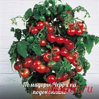Помидоры Черри на подоконнике