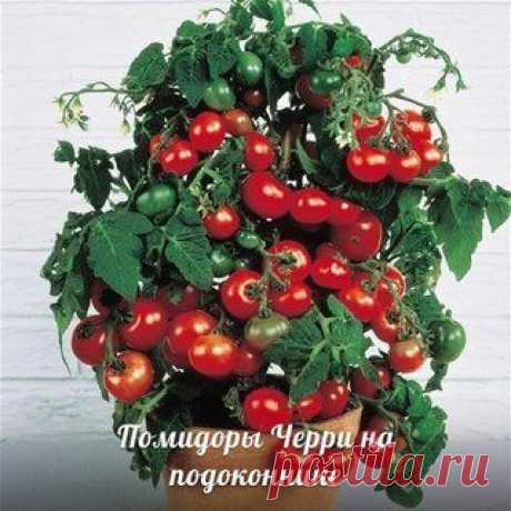 Помидоры Черри на подоконнике