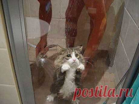 Кот из Шрека отдыхает)))