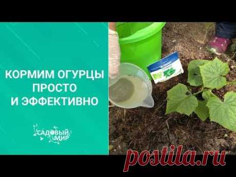 Кормим огурцы просто и эффективно. Первая подкормка огурцов в теплице по листу после высадки.