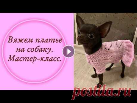 Вяжем платье для собаки. Доступно начинающим! Вяжем платье. Очень легко и просто! Мастер- класс платья для собаки с рукавом- реглан. Выбор пряжи, расчеты, все этапы вязания....