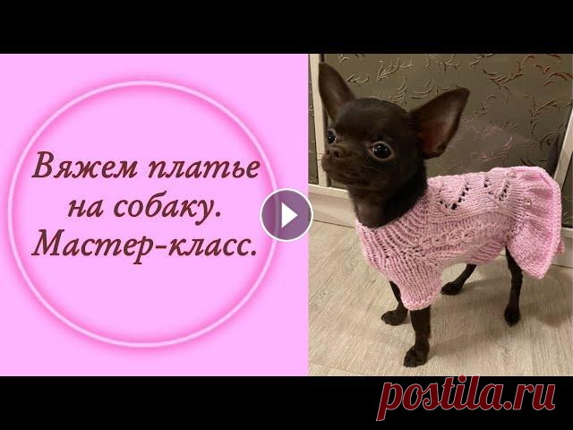 Вяжем платье для собаки. Доступно начинающим! Вяжем платье. Очень легко и просто! Мастер- класс платья для собаки с рукавом- реглан. Выбор пряжи, расчеты, все этапы вязания....