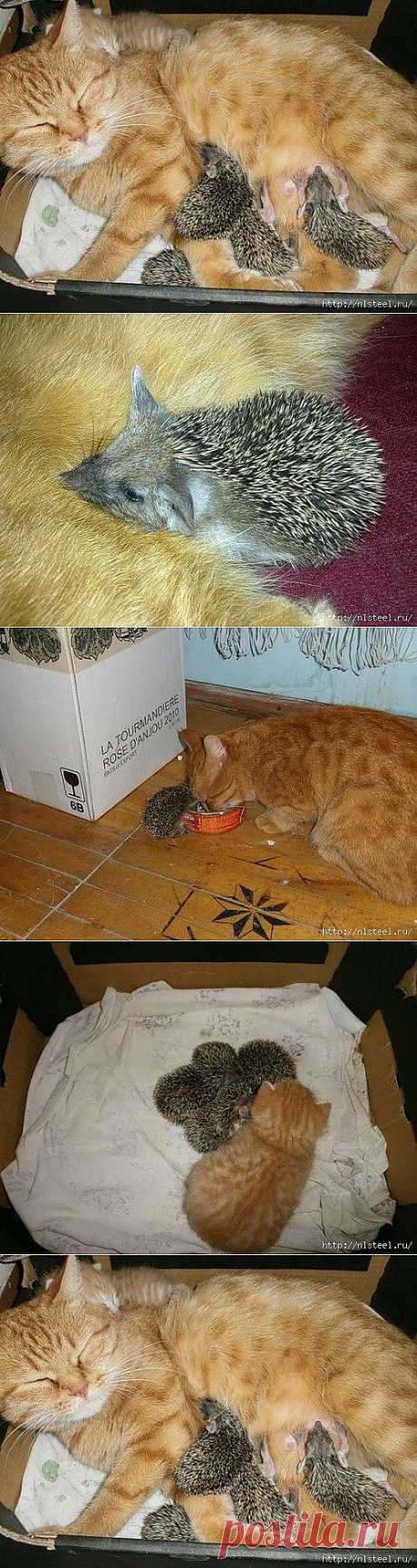 Самая добрая кошка Соня стала матерью для ежат!.