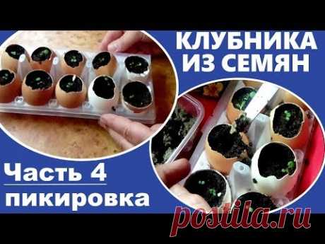 Как вырастить клубнику из семян.  Часть 4 - Пикировка клубники