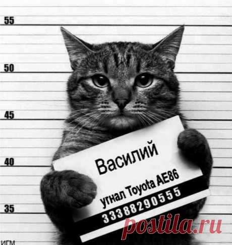 Кот