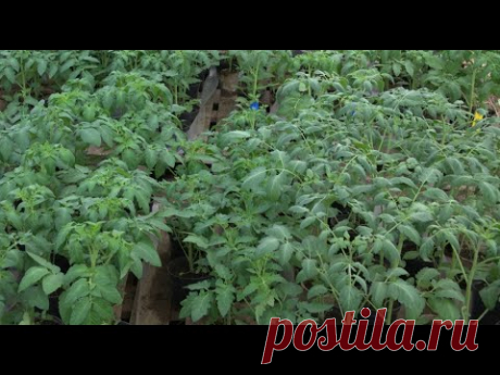 ЗАБУДЬТЕ ПРО ПИКИРОВКУ! РАССАДА ТОМАТОВ БУДЕТ КРЕПКАЯ И КОРЕНАСТАЯ, если посеять их этим способом