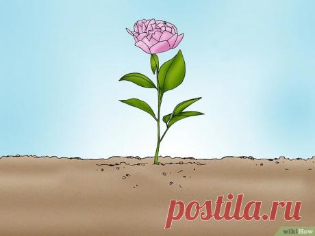 Как вырастить пион в горшке