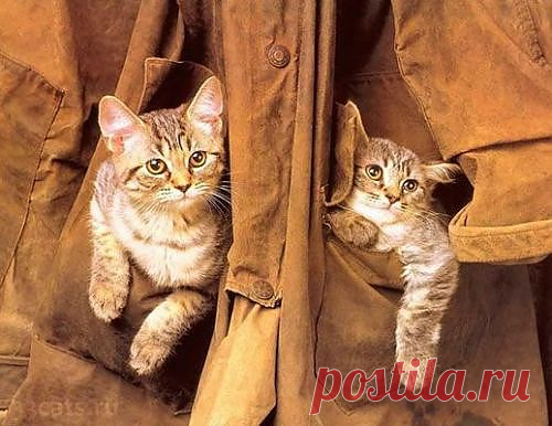 Милые котята