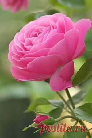Rose, 'Leonard da Vinci'  |  Pinterest
