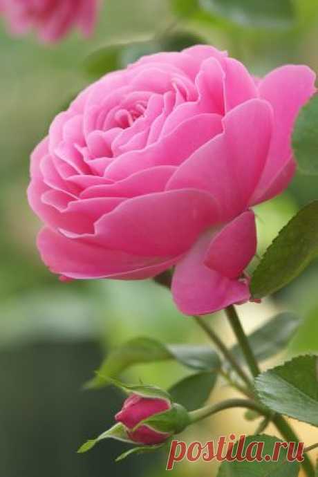 Rose, 'Leonard da Vinci'  |  Pinterest