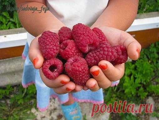 ЧТО СДЕЛАТЬ, ЧТОБЫ МАЛИНА БЫЛА КРУПНОЙ