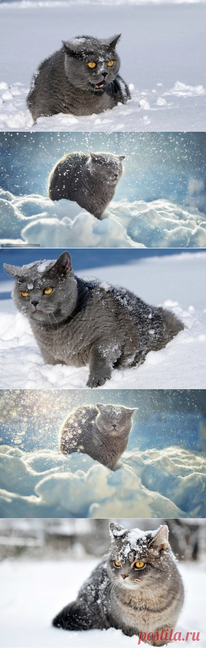 Белый снег. Серый кот.