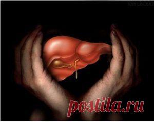 Послепраздничные желчегонные процедуры: рецепты для очищения печени | Советы Народной Мудрости