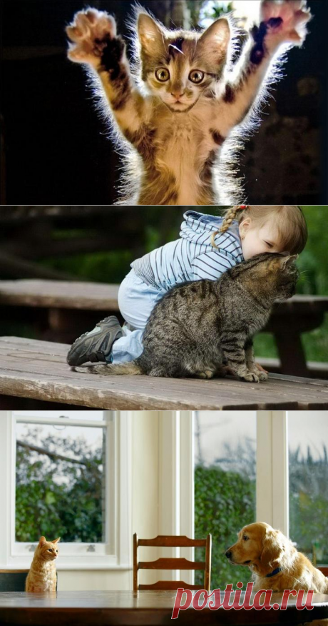 Котоматица.