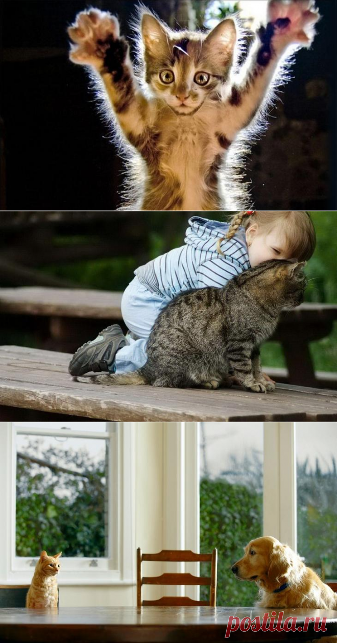 Котоматица.