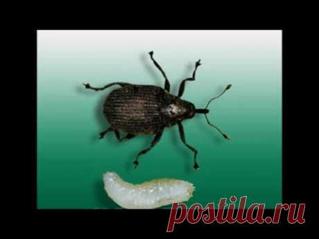 Вкусный Огород: Луковый скрытнохоботник