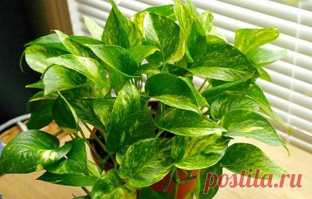 10 домашних цветов мужегонов и как они выглядят - Сциндапсус